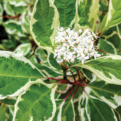 Ivory Halo' Silver Dogwood