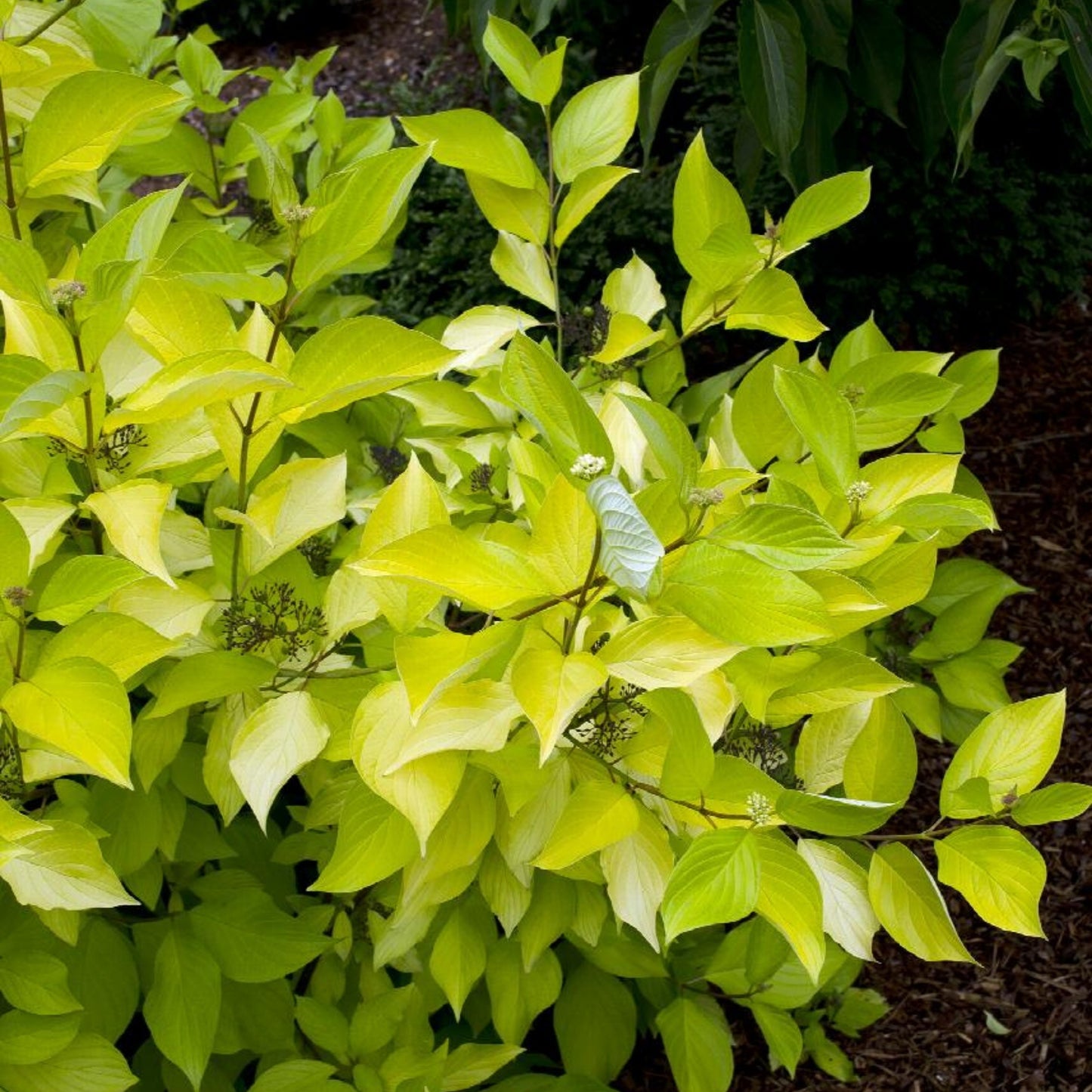 Prairie Fire Red Twig Dogwood