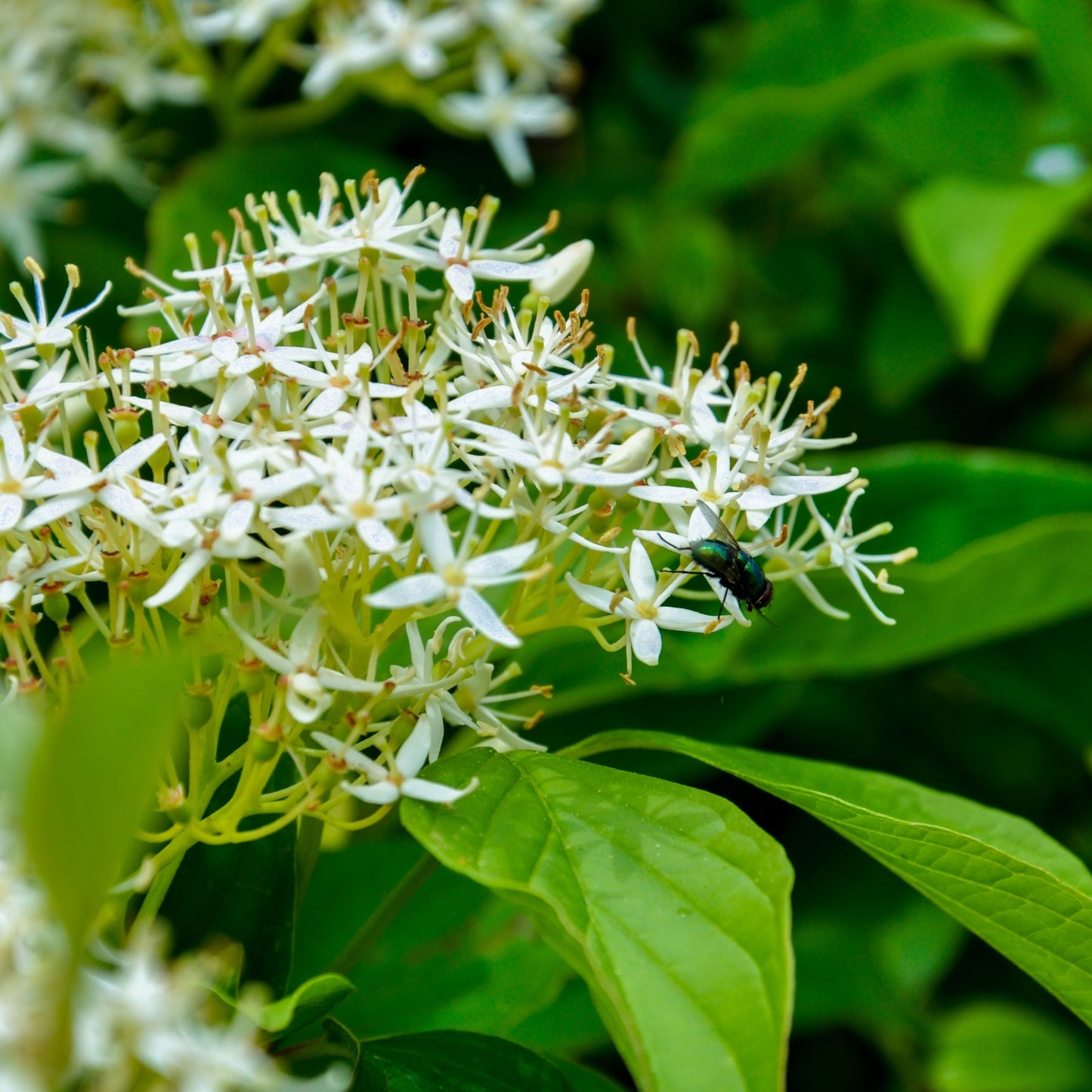 Native Collection: The Essence of Quebec in Your Garden