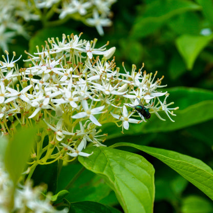 Native Collection: The Essence of Quebec in Your Garden