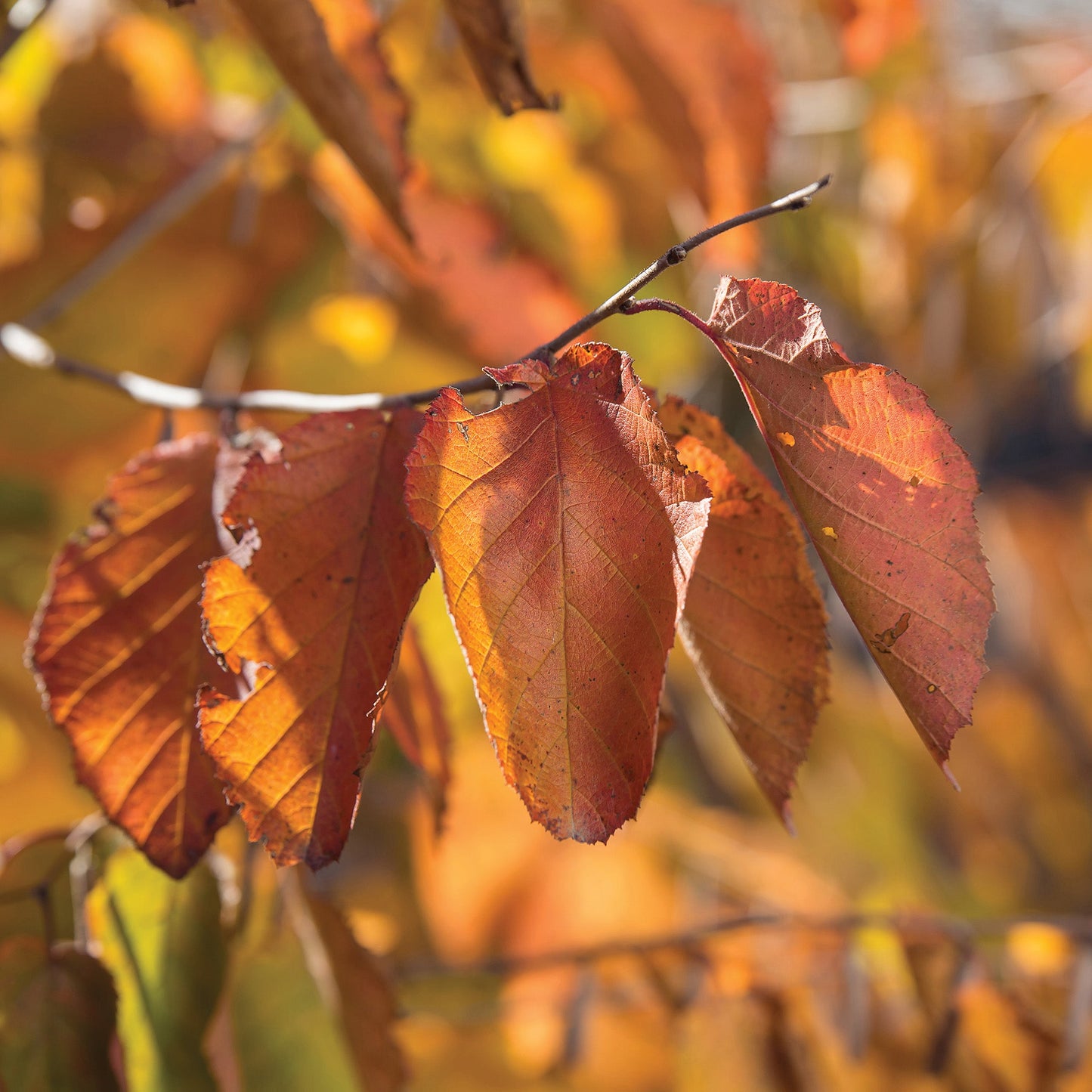 Noisetier américain 'Purpleleaf Bailey Select'