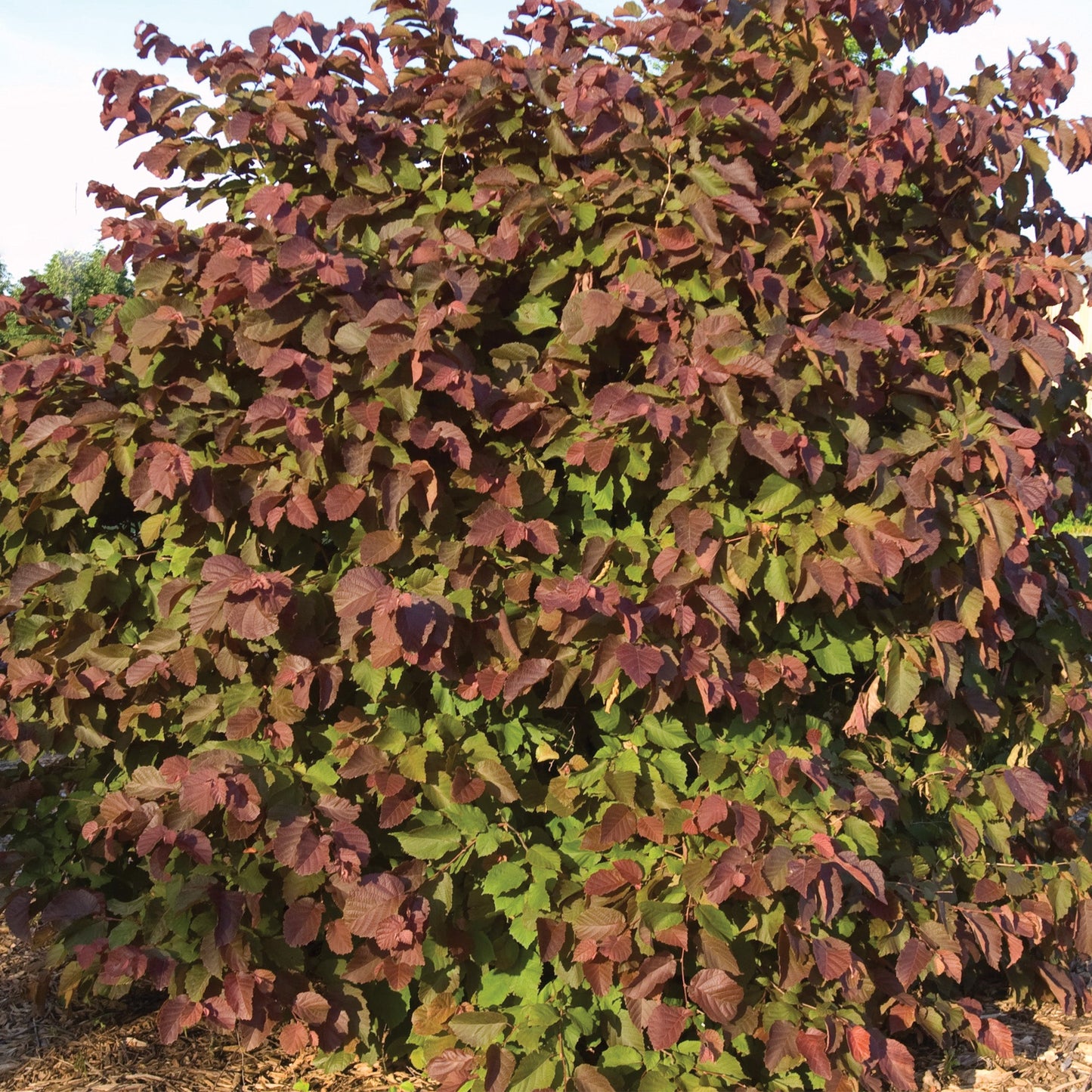 Noisetier américain 'Purpleleaf Bailey Select'