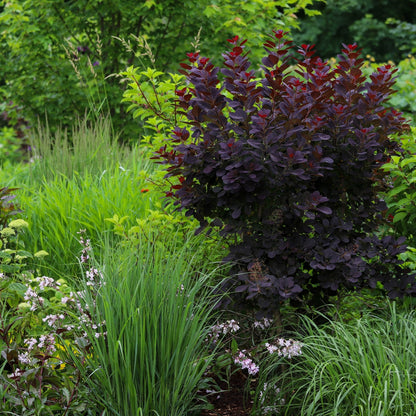Cotinus coggygria 'Velveteeny' – Arbre à perruque 'Velveteeny'