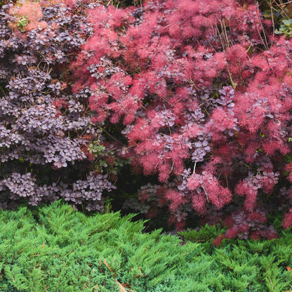 Cotinus coggygria 'Velveteeny' – Arbre à perruque 'Velveteeny'