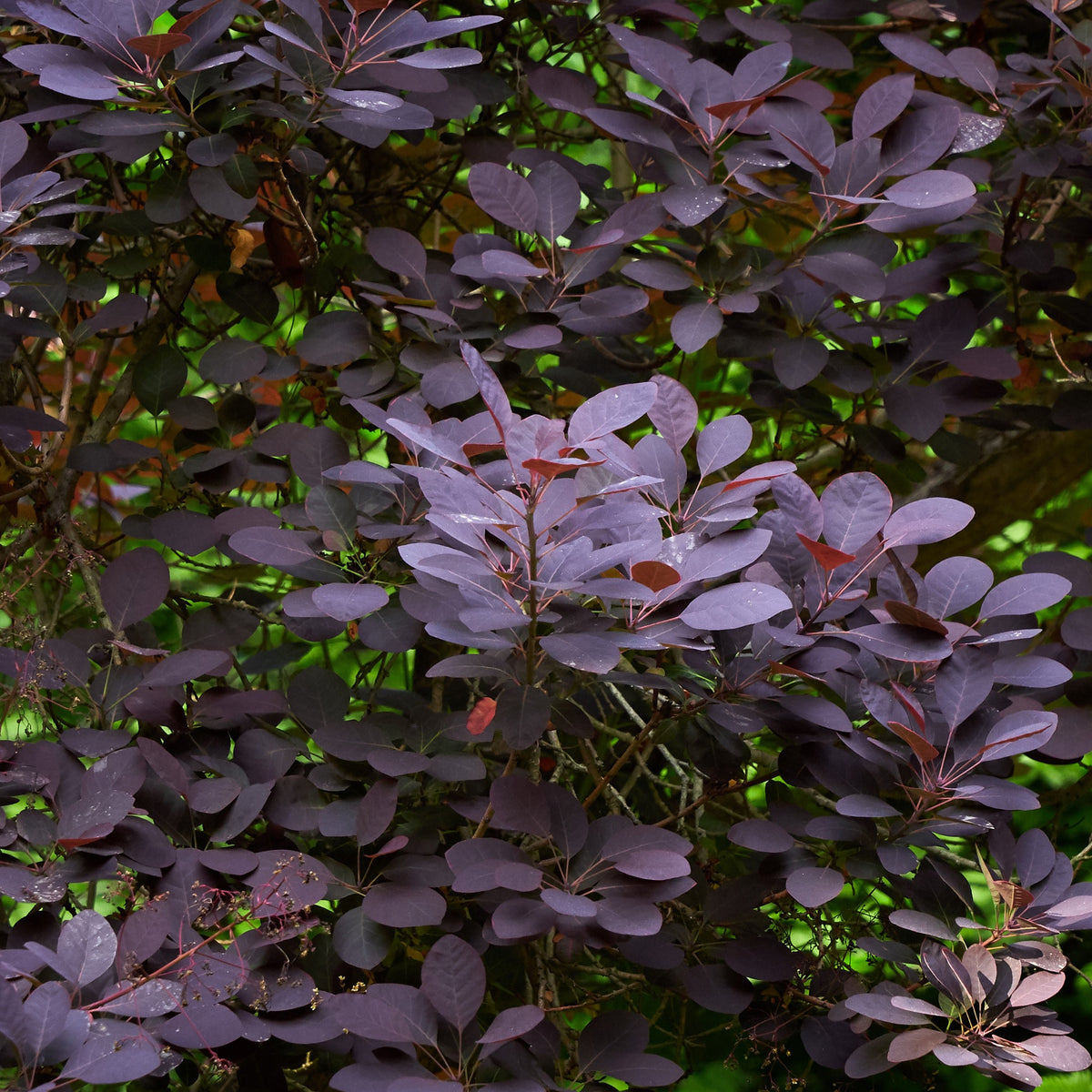 Cotinus coggygria 'Velveteeny' – Arbre à perruque 'Velveteeny'