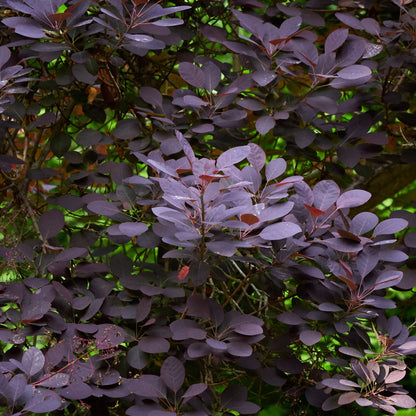 Cotinus coggygria 'Velveteeny' – Arbre à perruque 'Velveteeny'