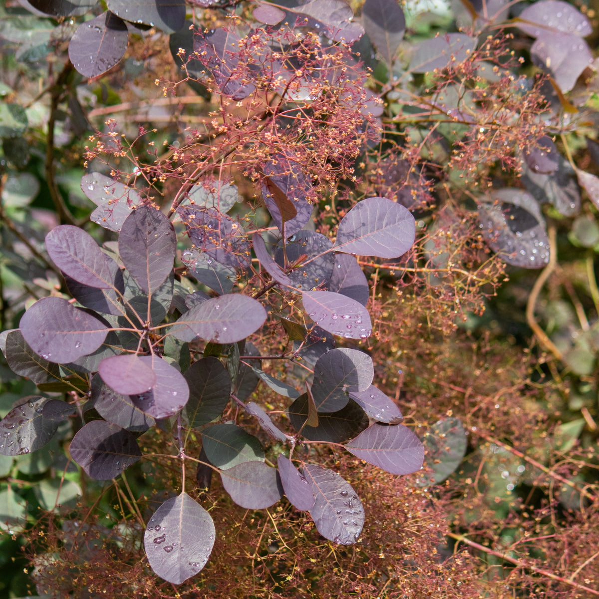 Cotinus coggygria 'Velveteeny' – Arbre à perruque 'Velveteeny'