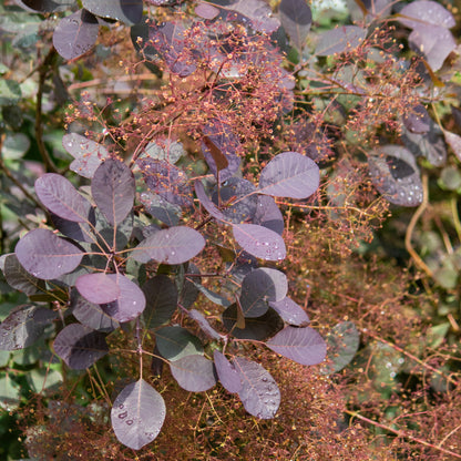 Cotinus coggygria 'Velveteeny' – Arbre à perruque 'Velveteeny'