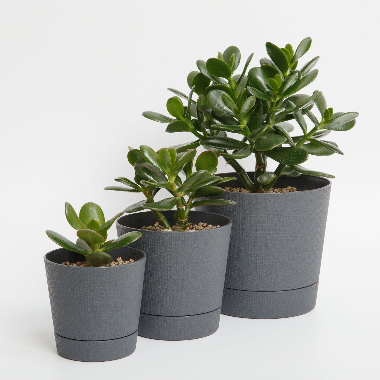 multiple jade plants in one pot Jade Plant (Crassula ovata)