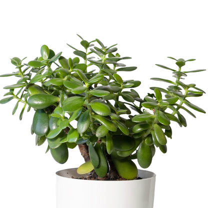 jade plant leaves edible Jade Plant (Crassula ovata)