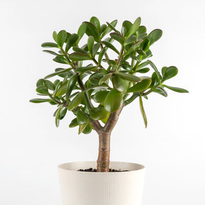 Crassula ovata 'Jade Bonsai' - Jade Bonsai