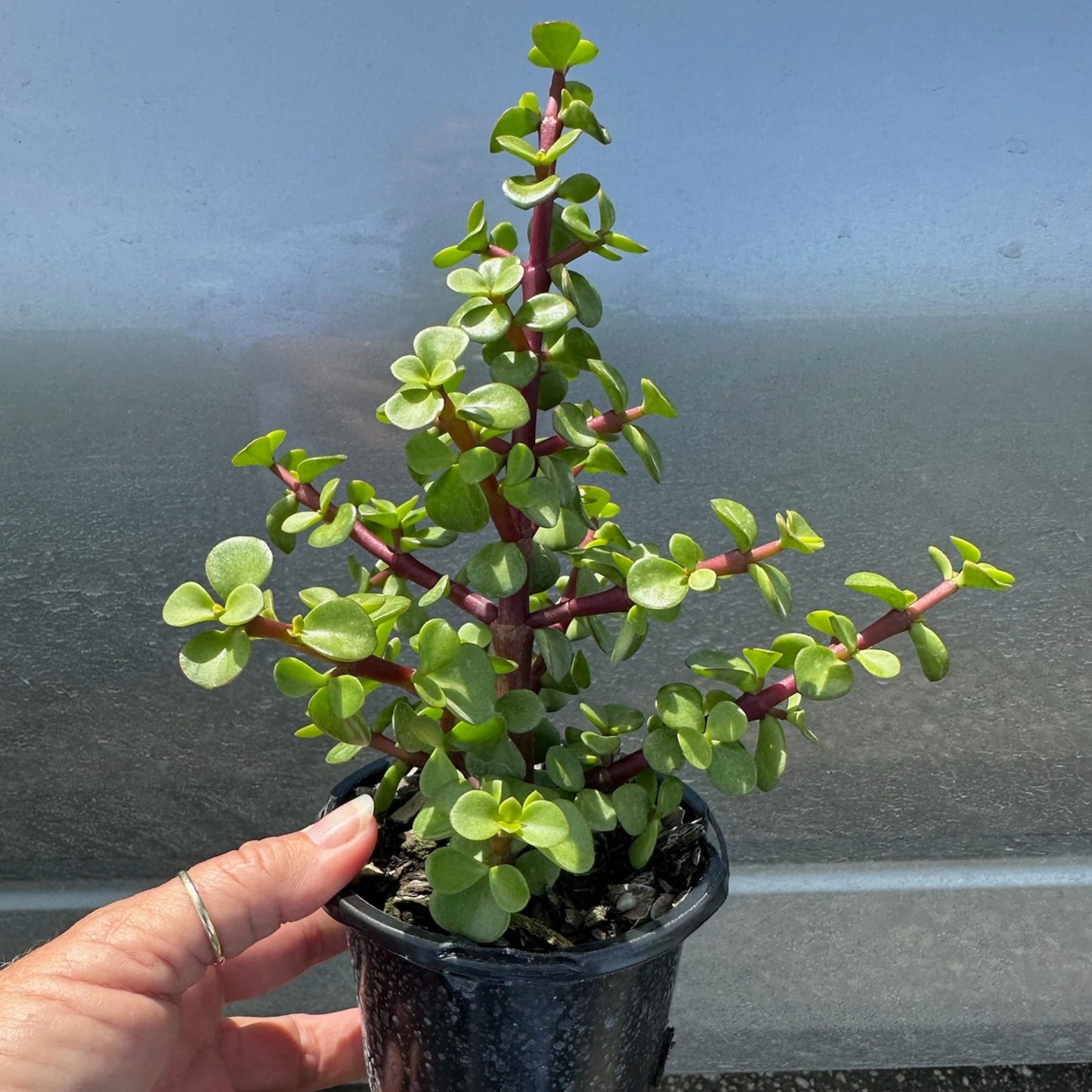 planta jade bonsai Crassula 'Jade Bonsai' | Easy & Symbolic Plant