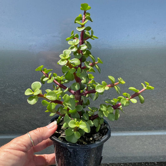 Crassula ovata 'Jade Bonsai' - Jade Bonsai