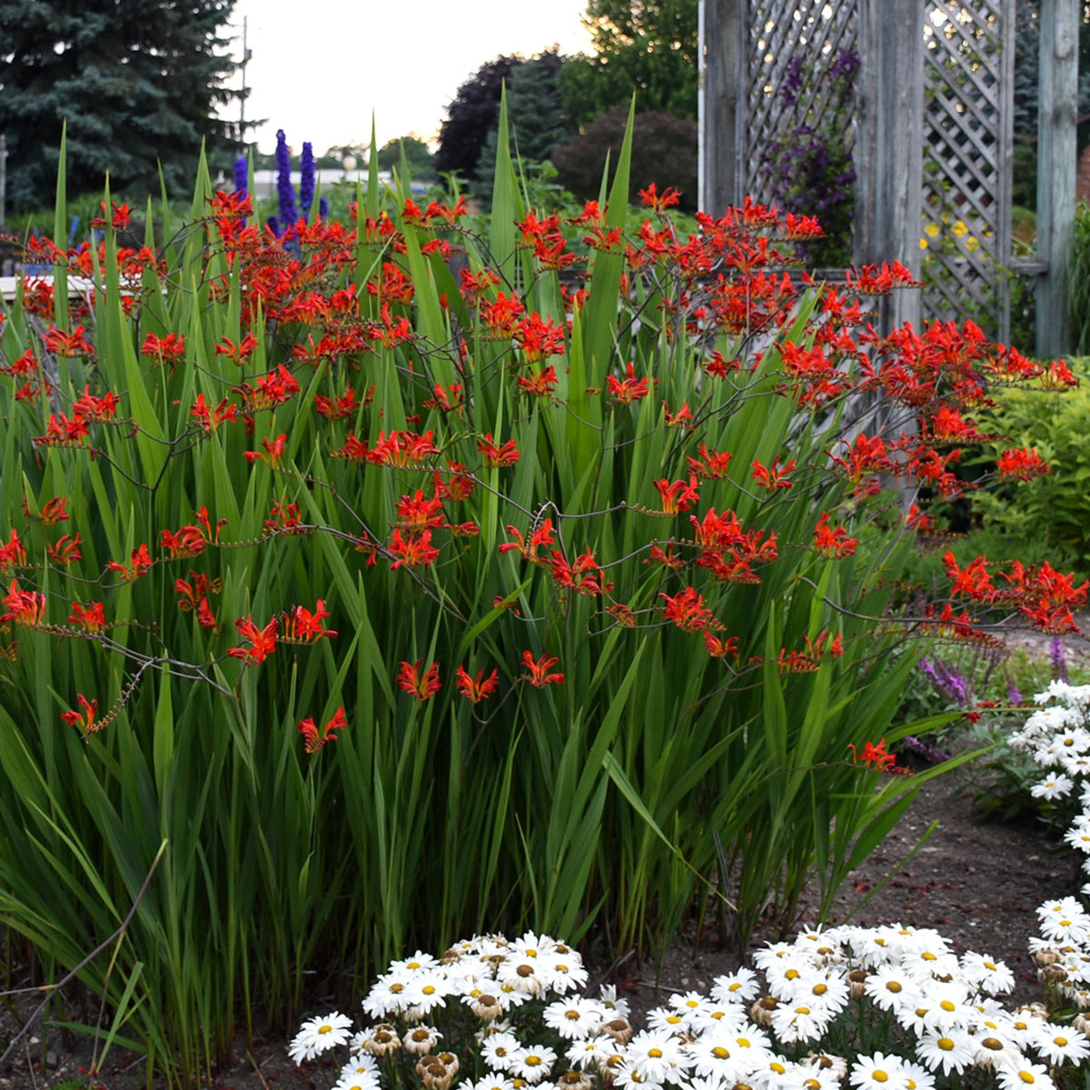 Crocosmia 'Lucifer' | Fleurs Rouge Vif pour Colibris | Montbretia ...