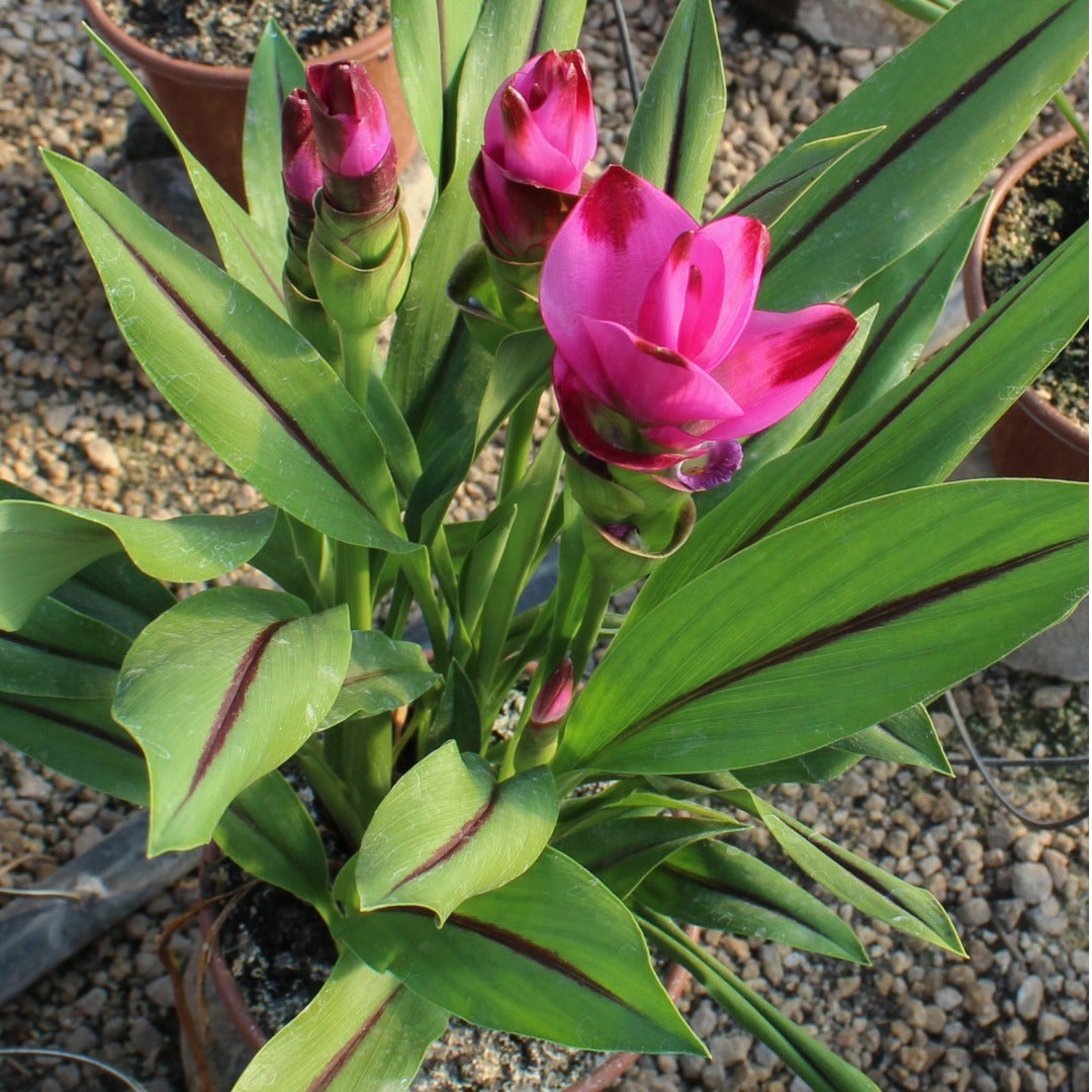 Curcuma alismatifolia – Siam Tulip
