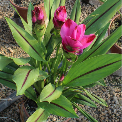 Curcuma alismatifolia – Siam Tulip