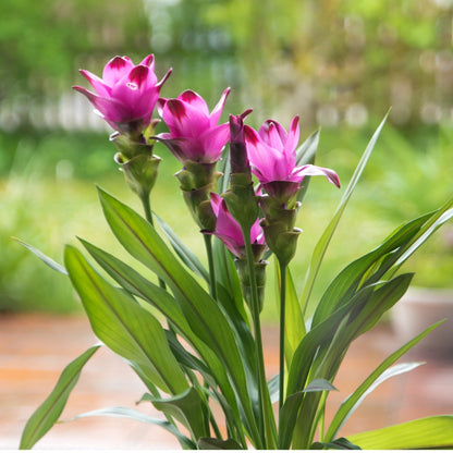 Curcuma alismatifolia – Siam Tulip