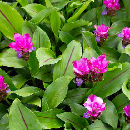 Curcuma alismatifolia – Siam Tulip