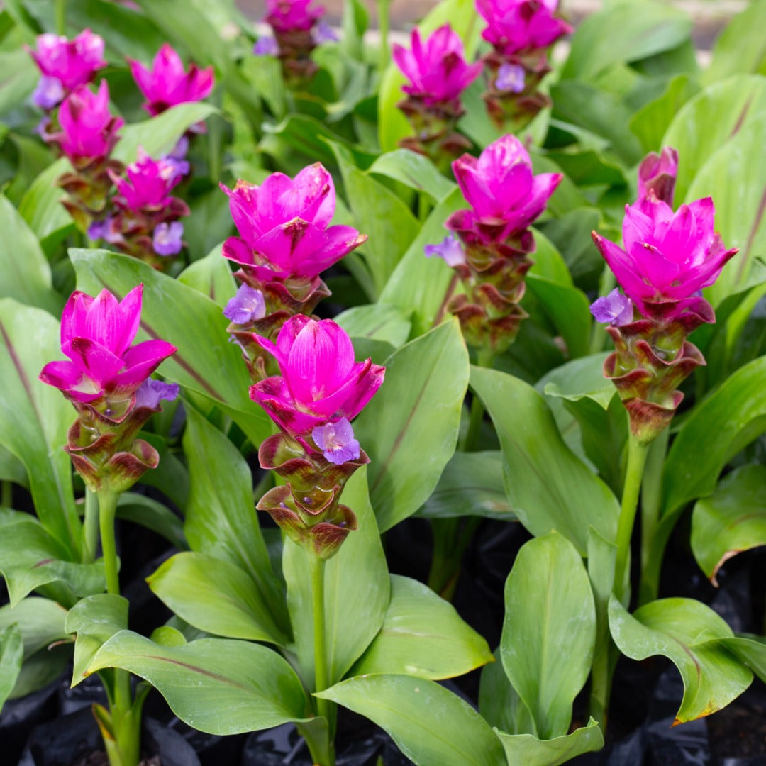 Curcuma alismatifolia – Siam Tulip