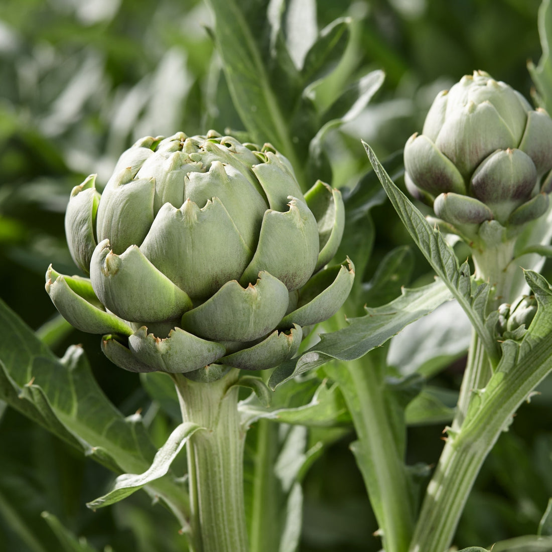 Artichaut 'Cynara' Jardineries Botanix — free download