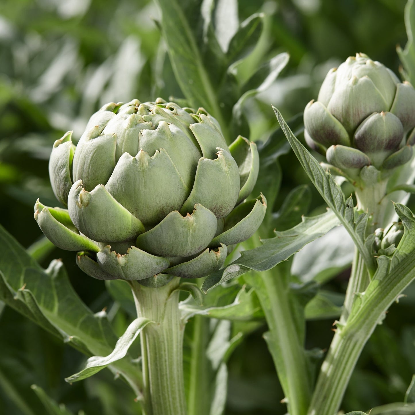 Artichaut 'Cynara'