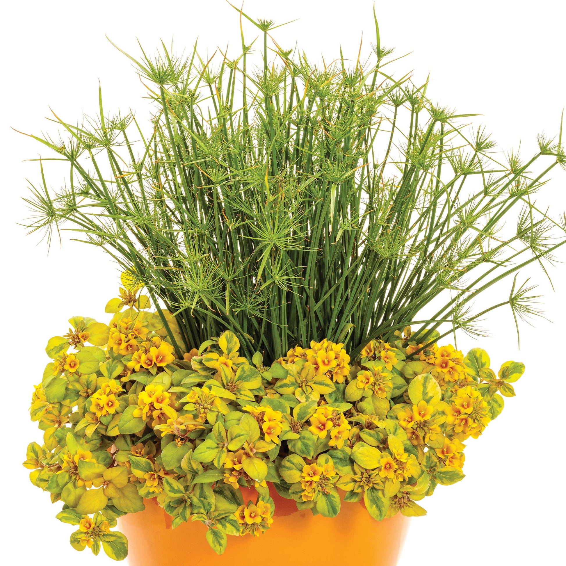 king tut plant indoors GRACEFUL GRASSES® Queen Tut™ Dwarf Papyrus – Jardineries Botanix