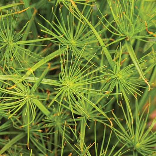 GRACEFUL GRASSES®  Queen Tut™ Dwarf Papyrus