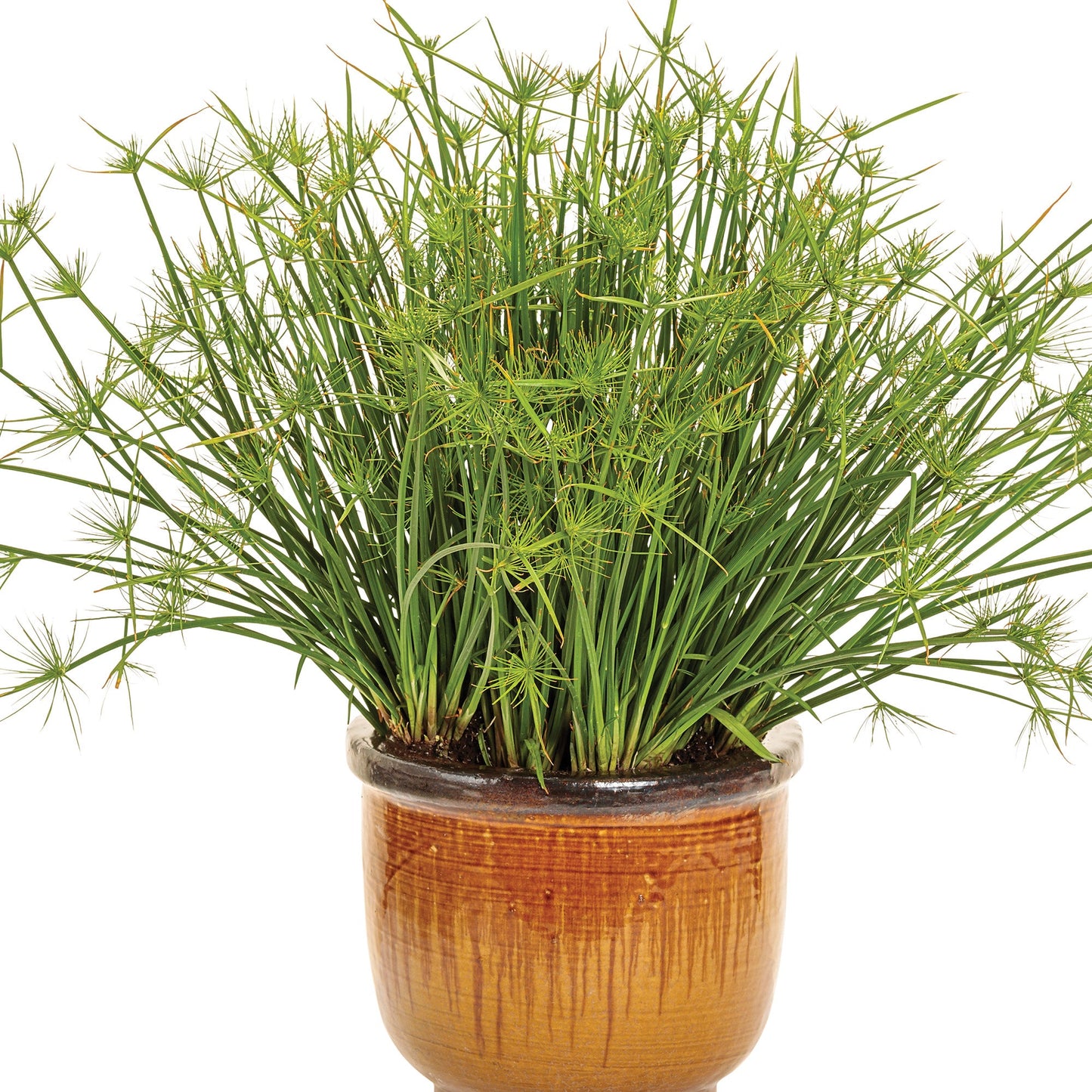 king tut plant indoors GRACEFUL GRASSES® Queen Tut™ Dwarf Papyrus – Jardineries Botanix