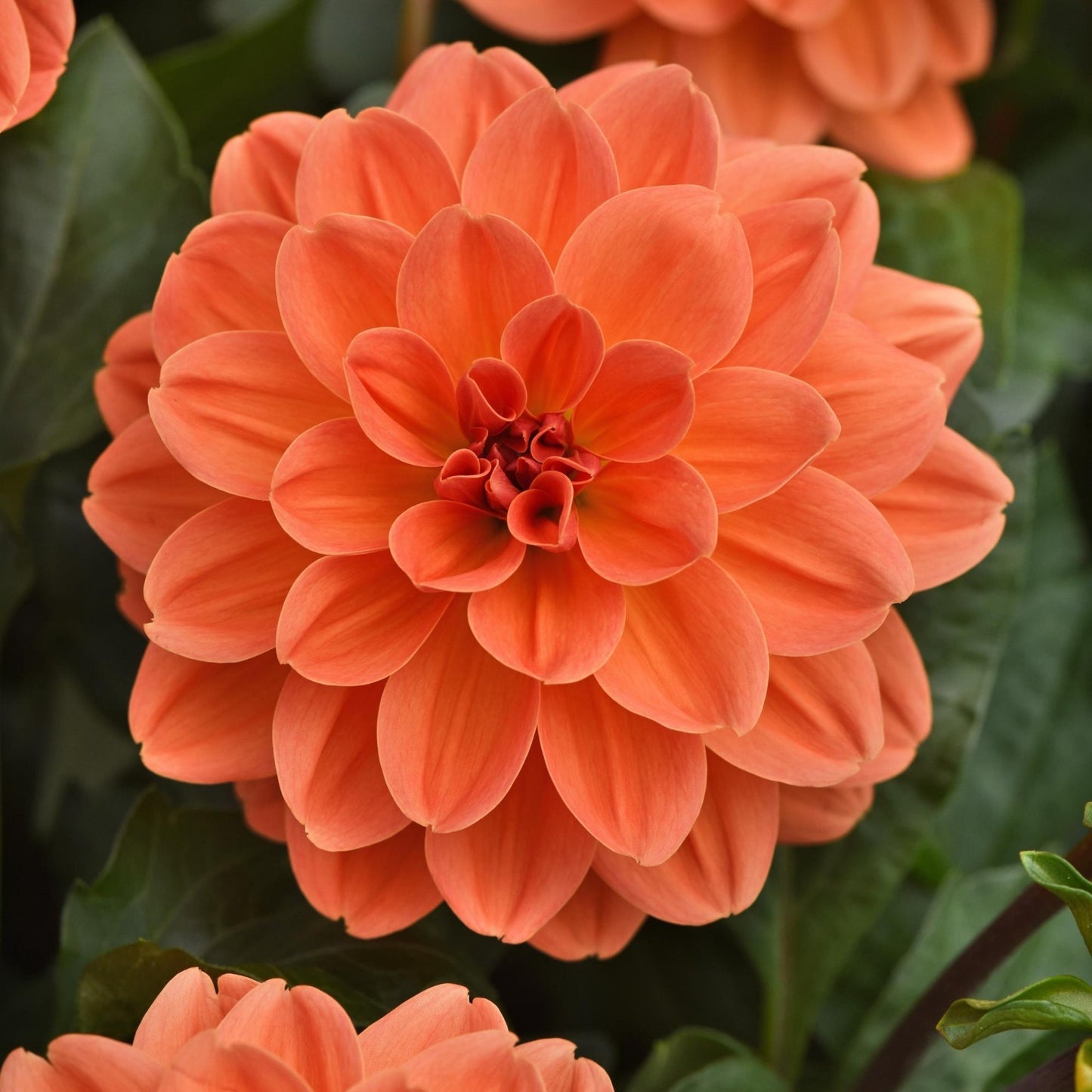 VENTI™ Mango Dahlia