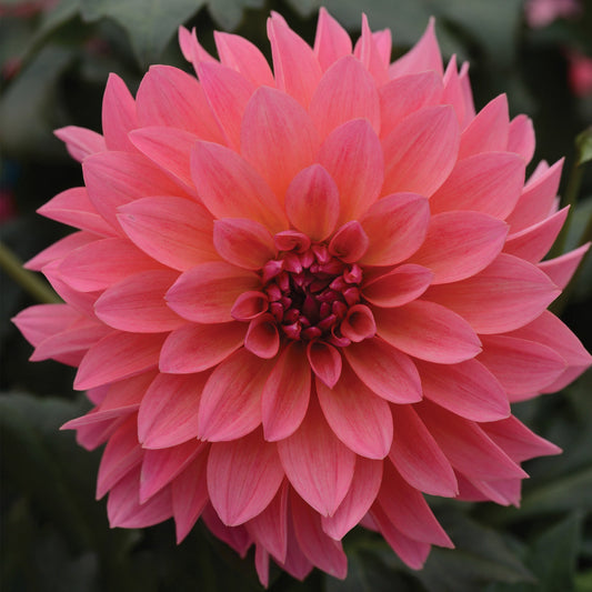 VENTI™ Passion Fruit Dahlia