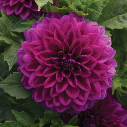 VENTI™ Royal Purple Dahlia