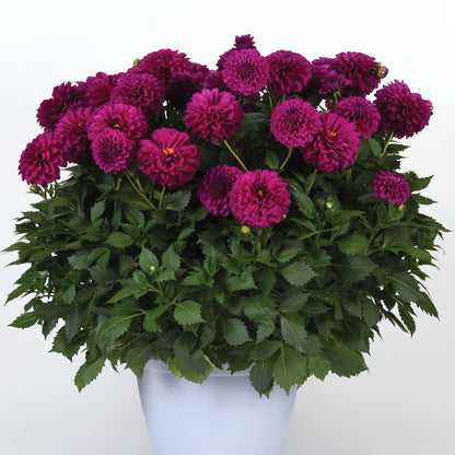 VENTI™ Royal Purple Dahlia