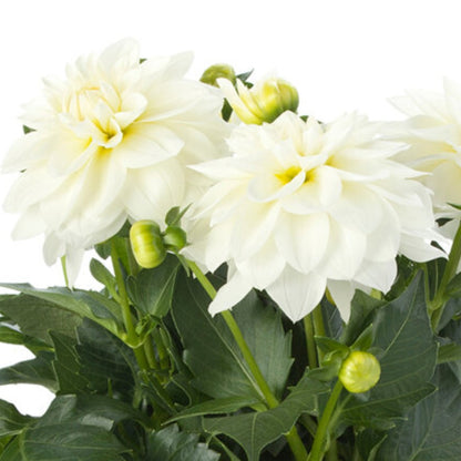 Dahlia LaBella® Grande Fun 'White®'