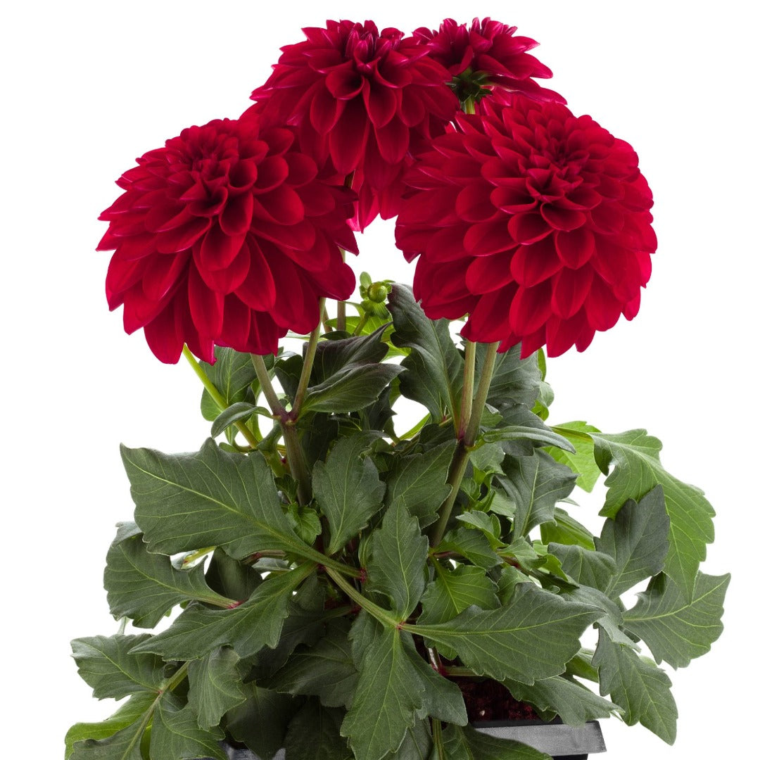 Dahlia LaBella® Grande Fun 'Red®'