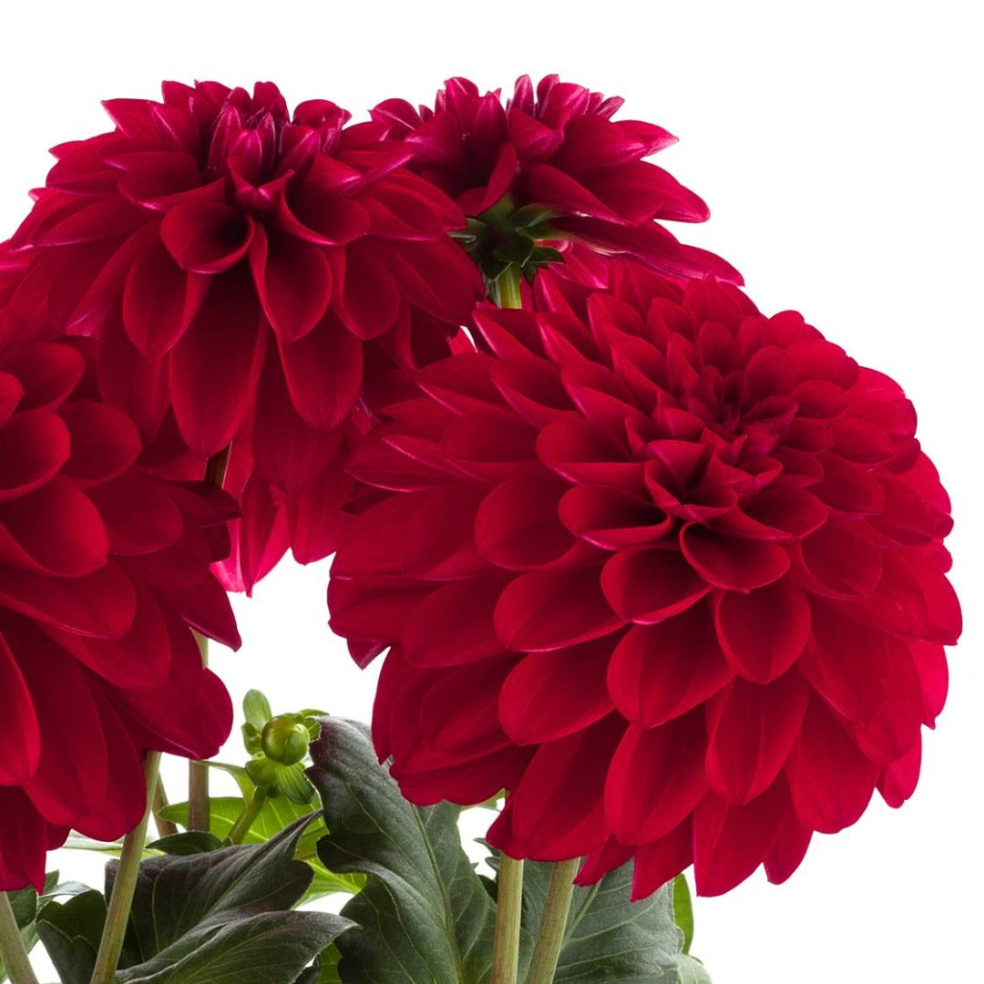 Dahlia LaBella® Grande Fun 'Red®'