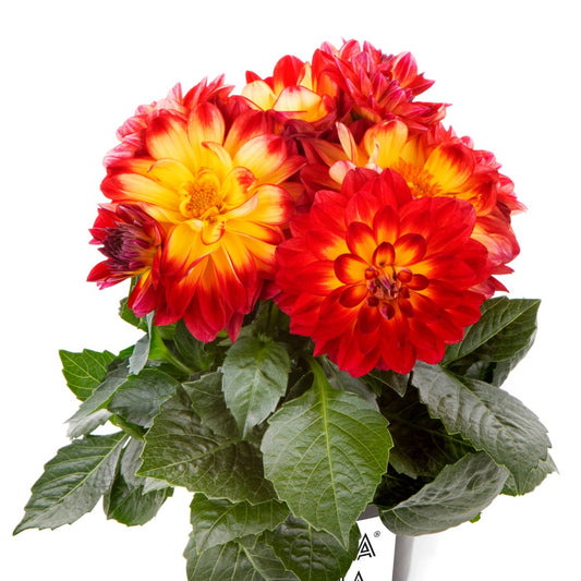 Dahlia Labella® Medio – Dahlia Labella® Medio