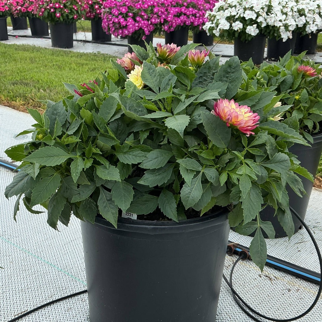 Dahlia LABELLA® Maggiore Fun Pomegranate