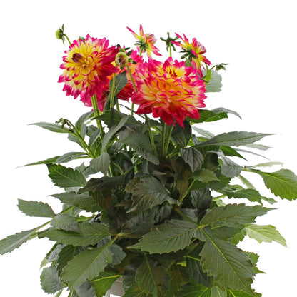 Dahlia LABELLA® Maggiore Fun Pomegranate