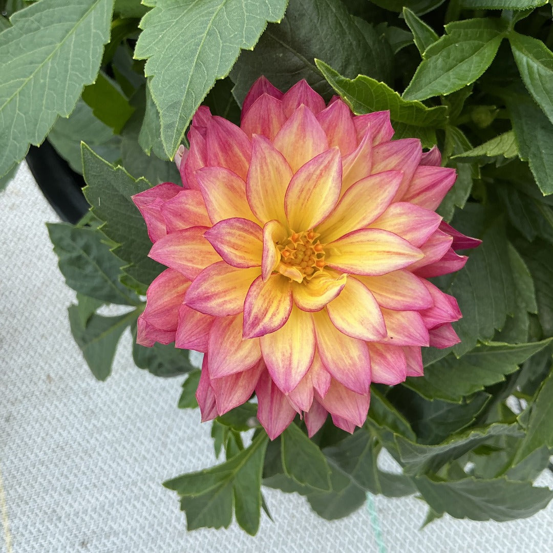 Dahlia LABELLA® Maggiore Fun Pomegranate