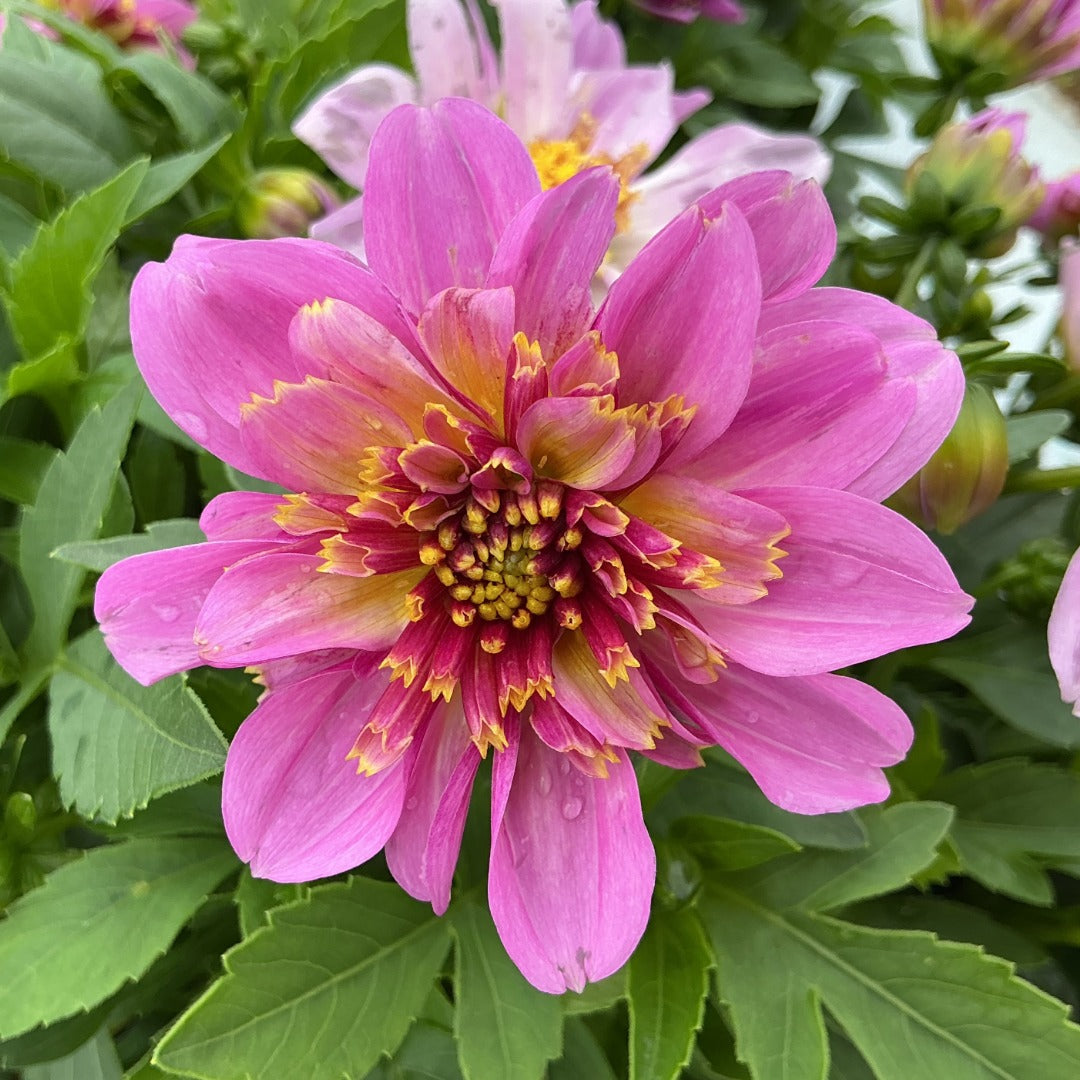 Venti™ Pinkburst Dahlia