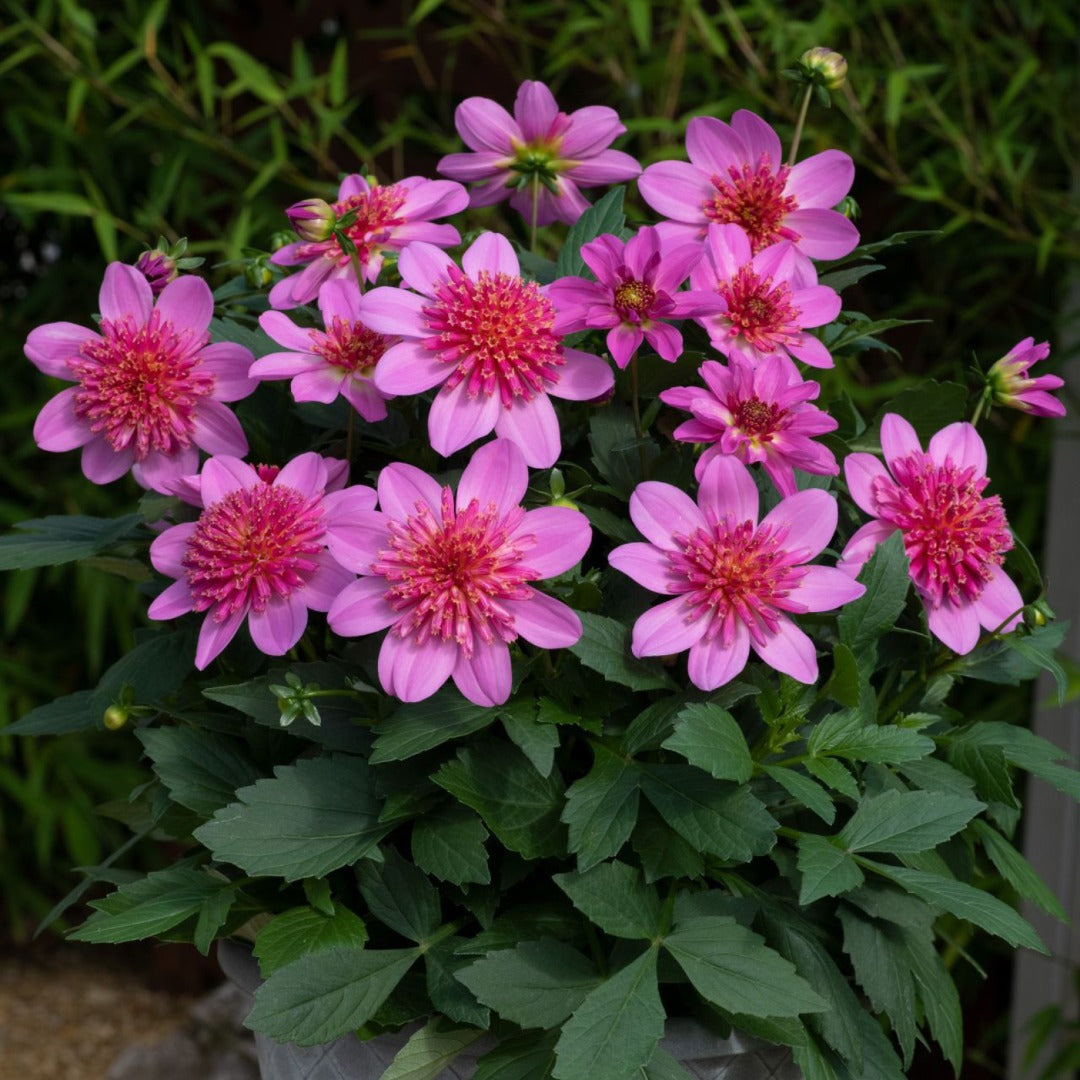 Venti™ Pinkburst Dahlia