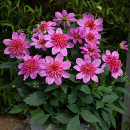Venti™ Pinkburst Dahlia
