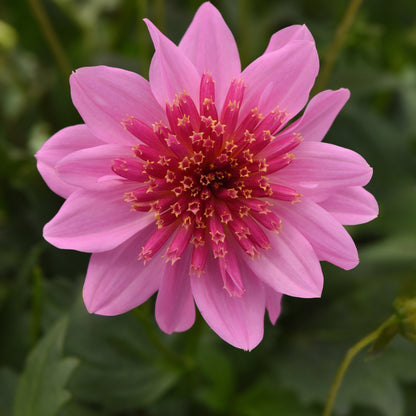 Venti™ Pinkburst Dahlia