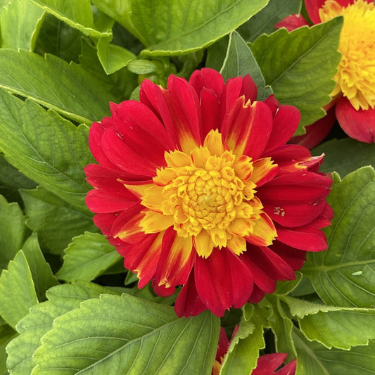 Dahlia Venti™ Fireburst – Venti™ Fireburst Dahlia