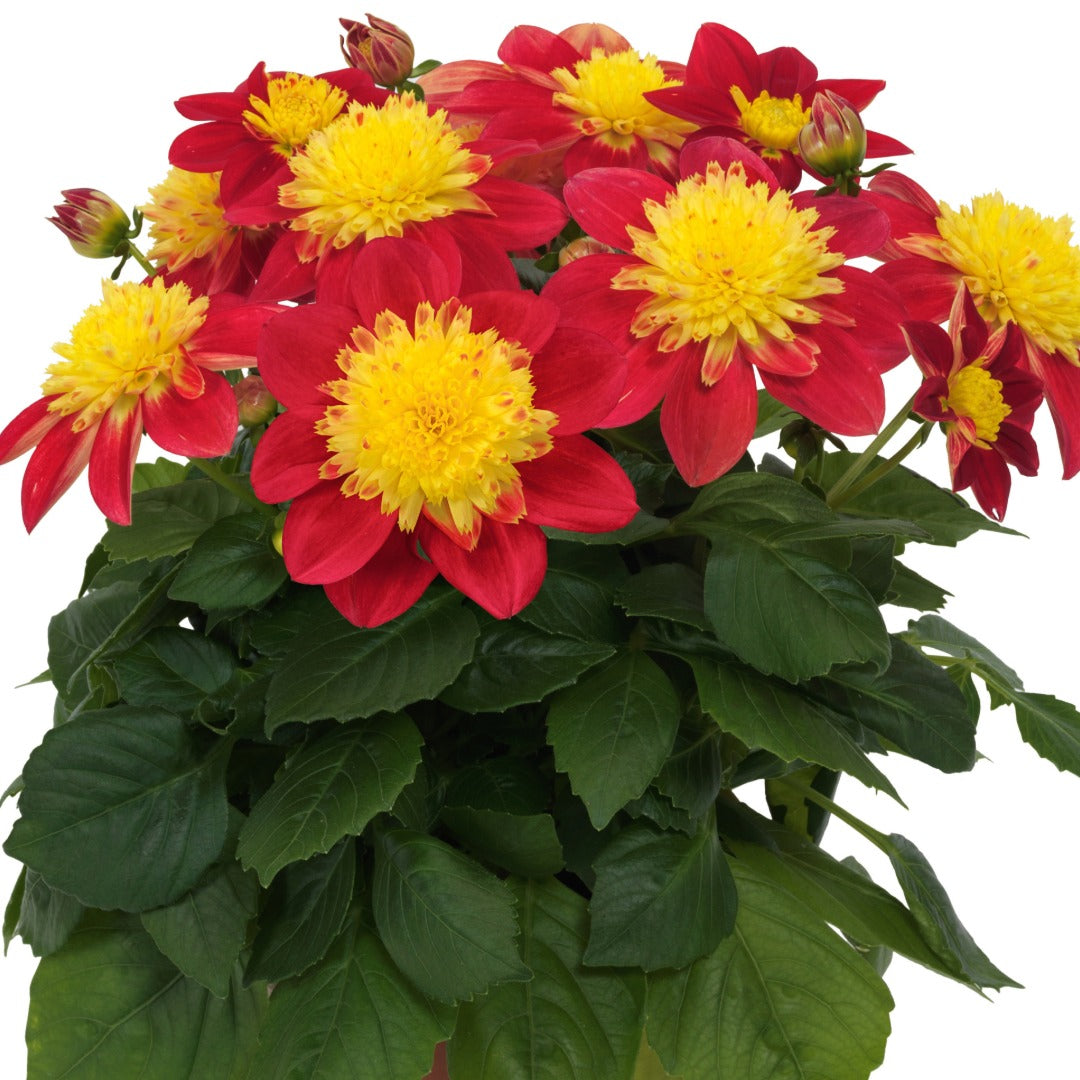 Dahlia Venti™ Fireburst – Venti™ Fireburst Dahlia
