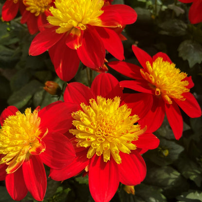 Dahlia Venti™ Fireburst – Venti™ Fireburst Dahlia
