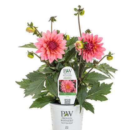 Dahlia Virtuoso® Pinkerific™