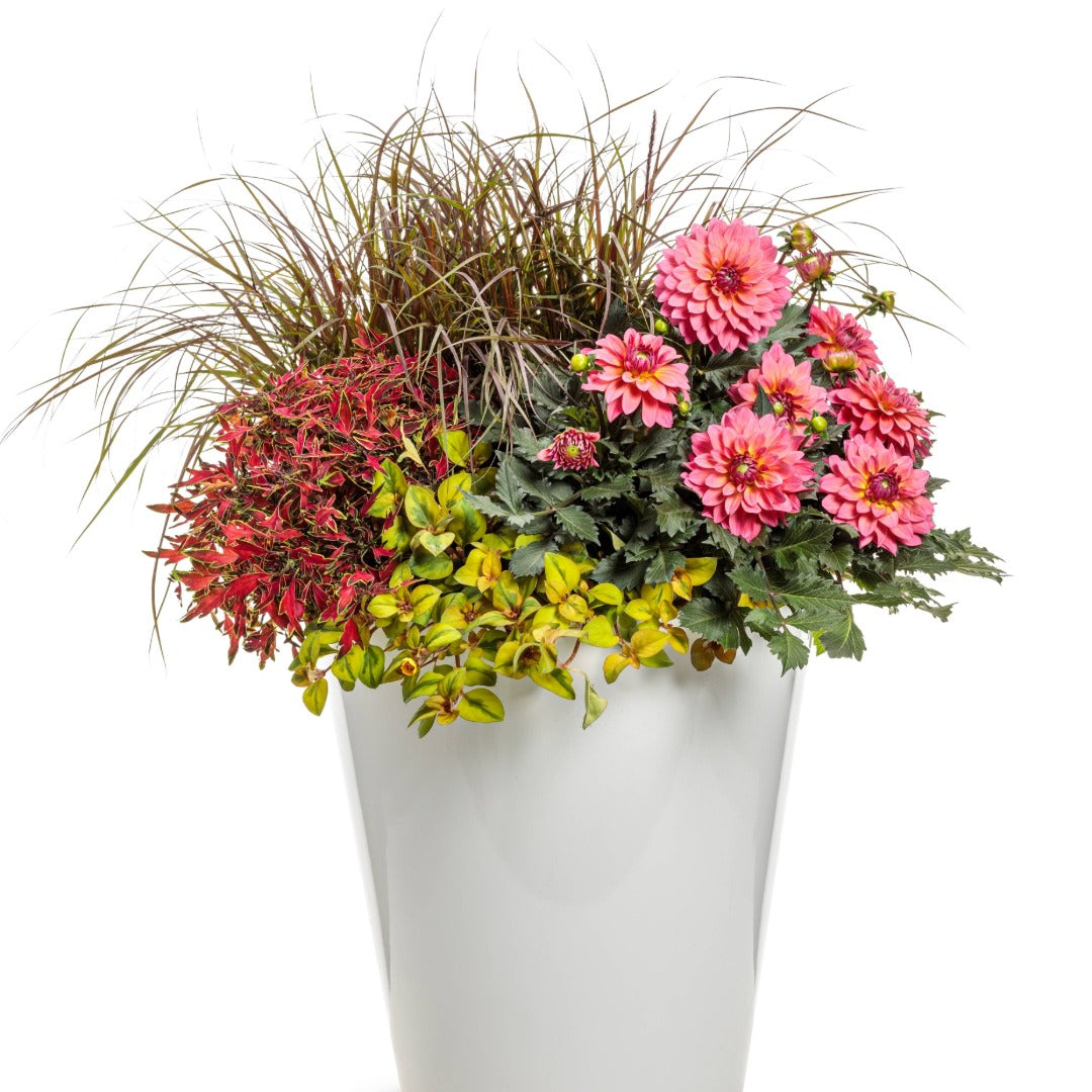 Dahlia Virtuoso® Pinkerific™