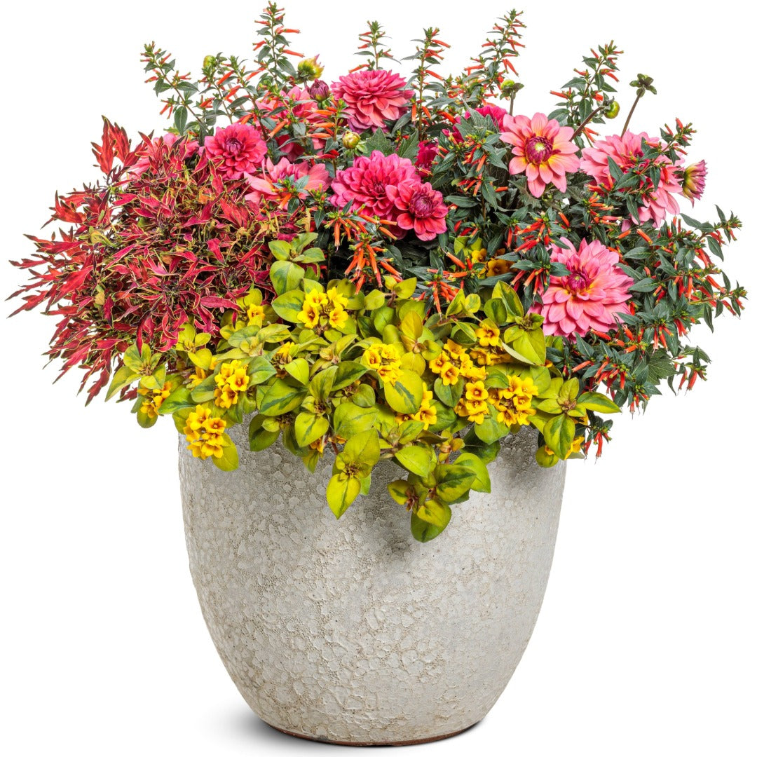 Dahlia Virtuoso® Pinkerific™