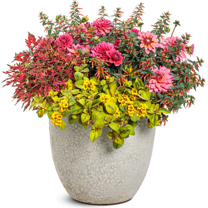 Dahlia Virtuoso® Pinkerific™